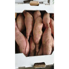 Fresh Sweet Potato China High Quality Whoesale Price
